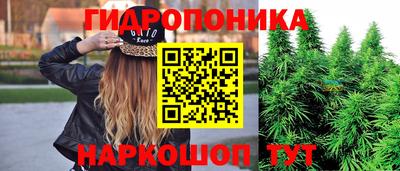 шишки Аша